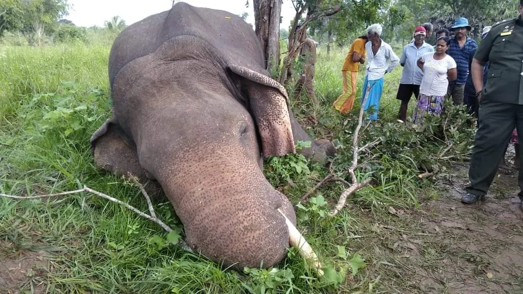 විදුලි රැහැනක පැටලී 'වාසල' සහ 'වළගම්බා' දෙදෙනාම මිය ගිහින් (වීඩියෝ) 1 FB IMG 1701584128817 1