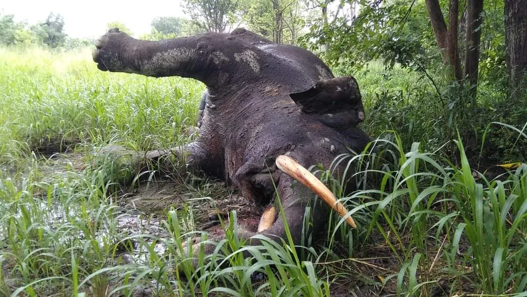 විදුලි රැහැනක පැටලී 'වාසල' සහ 'වළගම්බා' දෙදෙනාම මිය ගිහින් (වීඩියෝ) 2 FB IMG 1701584131623 1