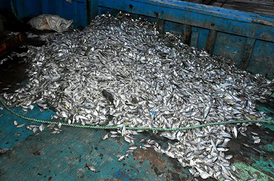 ඉන්දීය ධීවර යාත්රා 04 ක් නාවික හමුදා භාරයට (වීඩියෝ) 4 WhatsApp Image 2023 12 07 at 08.27.37 5497a040