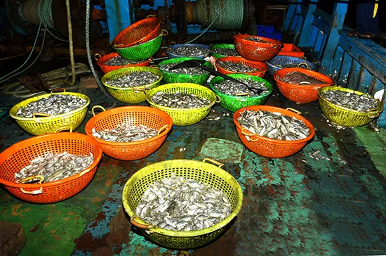 ඉන්දීය ධීවර යාත්රා 04 ක් නාවික හමුදා භාරයට (වීඩියෝ) 3 WhatsApp Image 2023 12 07 at 08.27.37 9d6963fd