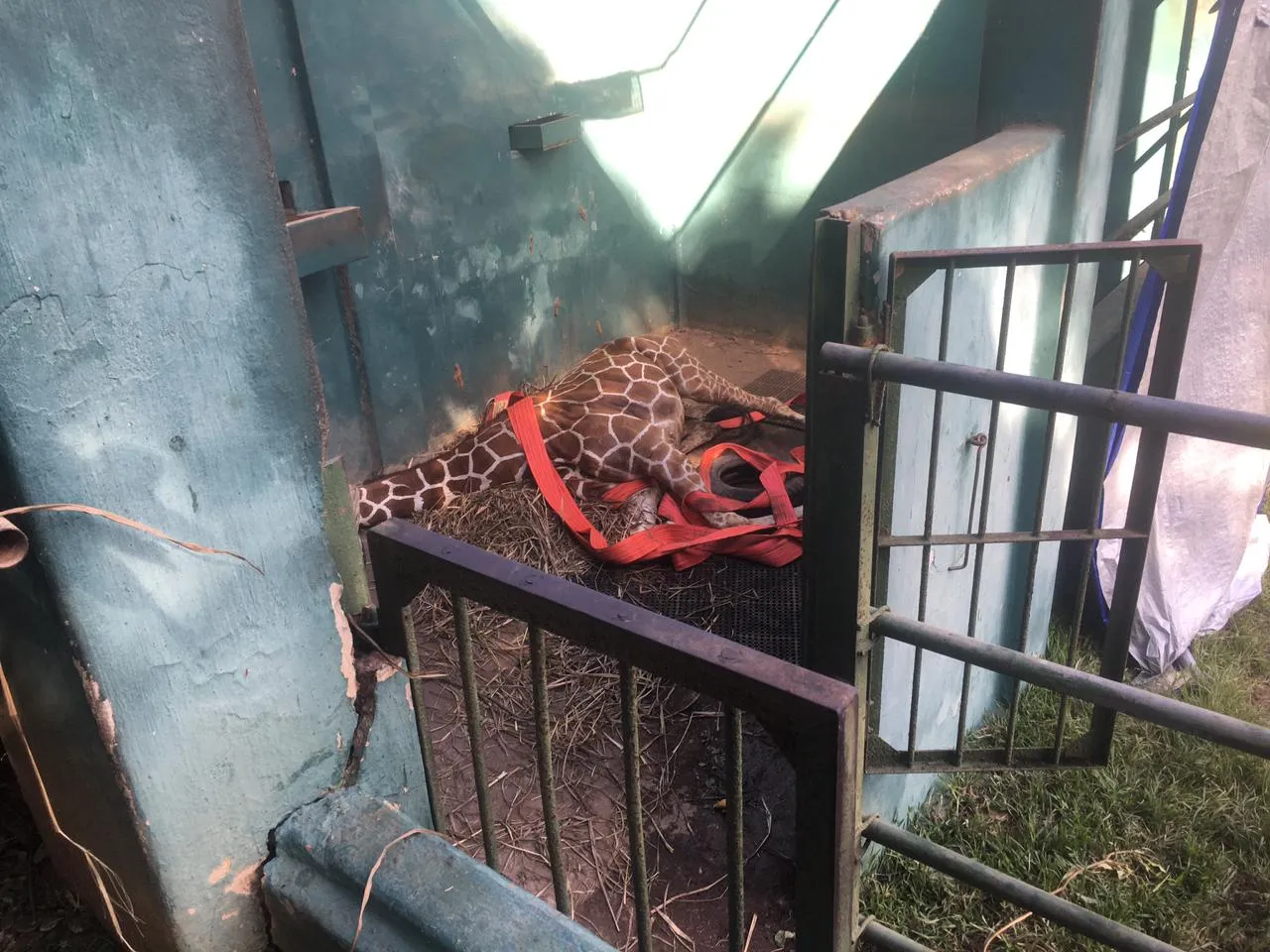 දෙහිවල සත්තු වත්තේ ජිරාෆ් සත්වයෙක් මිය ගිහින් (ඡායාරූප) 2 WhatsApp Image 2023 12 08 at 9.19.40 AM