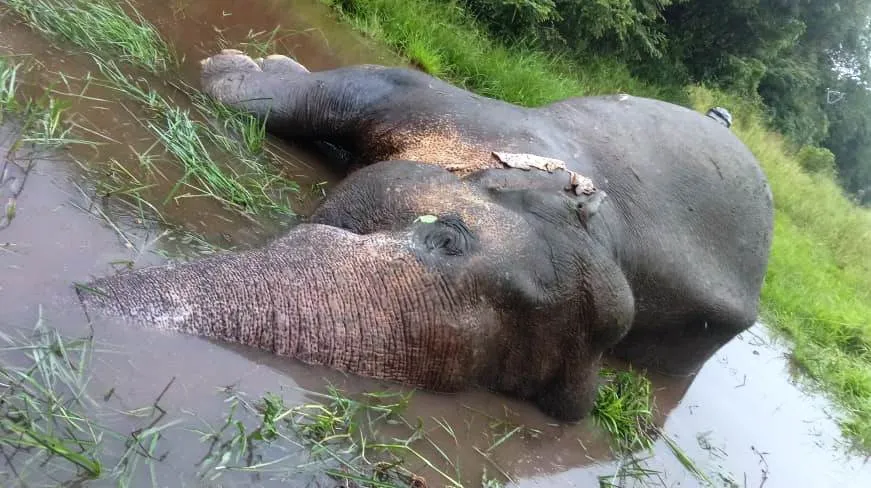 නෙල්ලියගම ප්රදේශයේදී දුම්රියේ ගැටීමෙන් තවත් වන අලියෙකු මියයයි (ඡායාරූප) 5 WhatsApp Image 2023 12 28 at 09.17.24 1