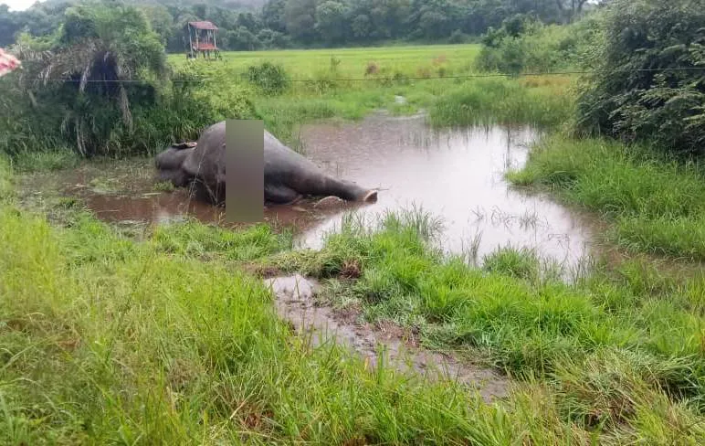 නෙල්ලියගම ප්රදේශයේදී දුම්රියේ ගැටීමෙන් තවත් වන අලියෙකු මියයයි (ඡායාරූප) 1 WhatsApp Image 2023 12 28 at 09.17.24