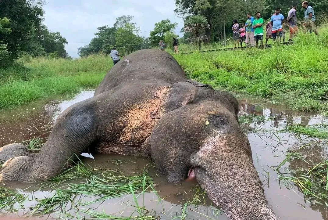 නෙල්ලියගම ප්රදේශයේදී දුම්රියේ ගැටීමෙන් තවත් වන අලියෙකු මියයයි (ඡායාරූප) 6 WhatsApp Image 2023 12 28 at 09.17.25 1