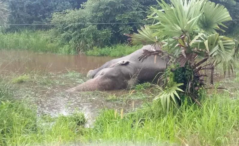 නෙල්ලියගම ප්රදේශයේදී දුම්රියේ ගැටීමෙන් තවත් වන අලියෙකු මියයයි (ඡායාරූප) 7 WhatsApp Image 2023 12 28 at 09.17.25