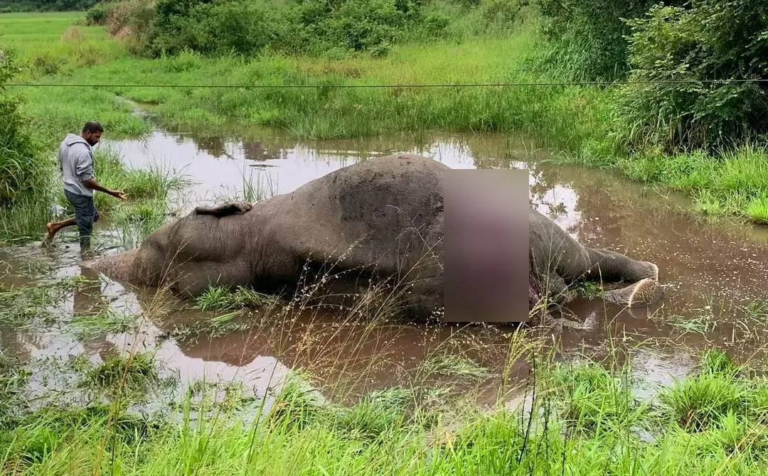 නෙල්ලියගම ප්රදේශයේදී දුම්රියේ ගැටීමෙන් තවත් වන අලියෙකු මියයයි (ඡායාරූප) 2 WhatsApp Image 2023 12 28 at 09.17.26