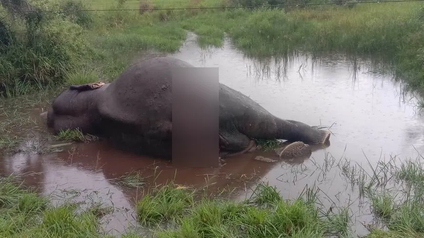 නෙල්ලියගම ප්රදේශයේදී දුම්රියේ ගැටීමෙන් තවත් වන අලියෙකු මියයයි (ඡායාරූප) 3 WhatsApp Image 2023 12 28 at 09.17.27