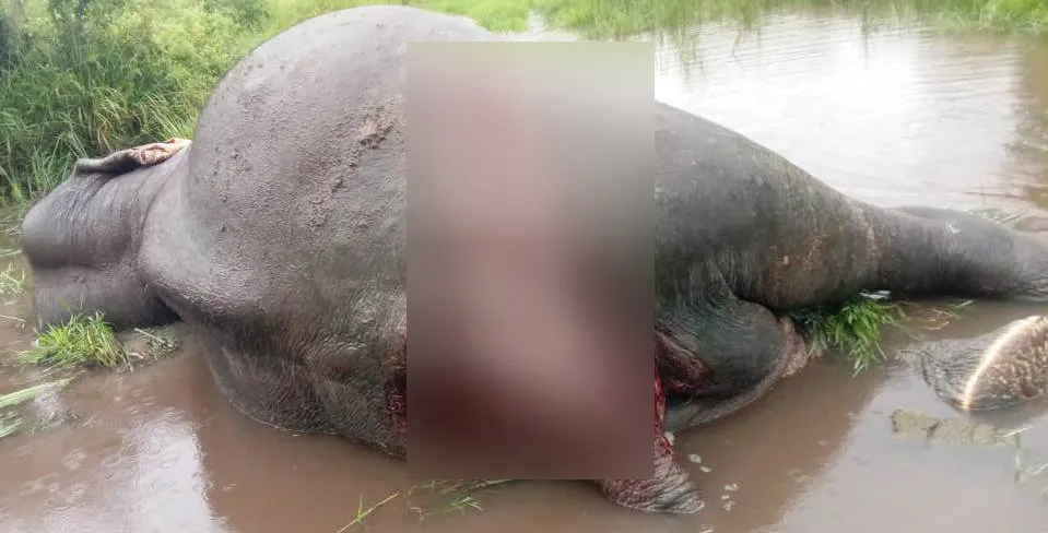 නෙල්ලියගම ප්රදේශයේදී දුම්රියේ ගැටීමෙන් තවත් වන අලියෙකු මියයයි (ඡායාරූප) 4 WhatsApp Image 2023 12 28 at 09.17.28 1