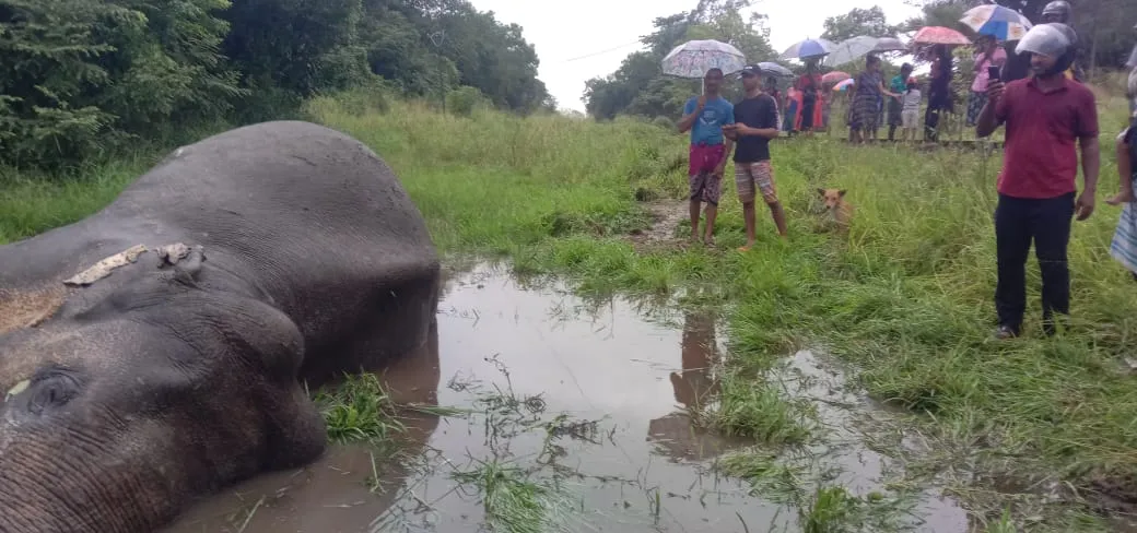 නෙල්ලියගම ප්රදේශයේදී දුම්රියේ ගැටීමෙන් තවත් වන අලියෙකු මියයයි (ඡායාරූප) 8 WhatsApp Image 2023 12 28 at 09.17.28