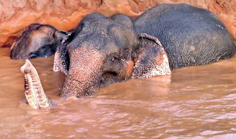 වගා ළිඳෙන් ගොඩටගත් අලි අම්මා සහ පුතා 2 image ea4920705c