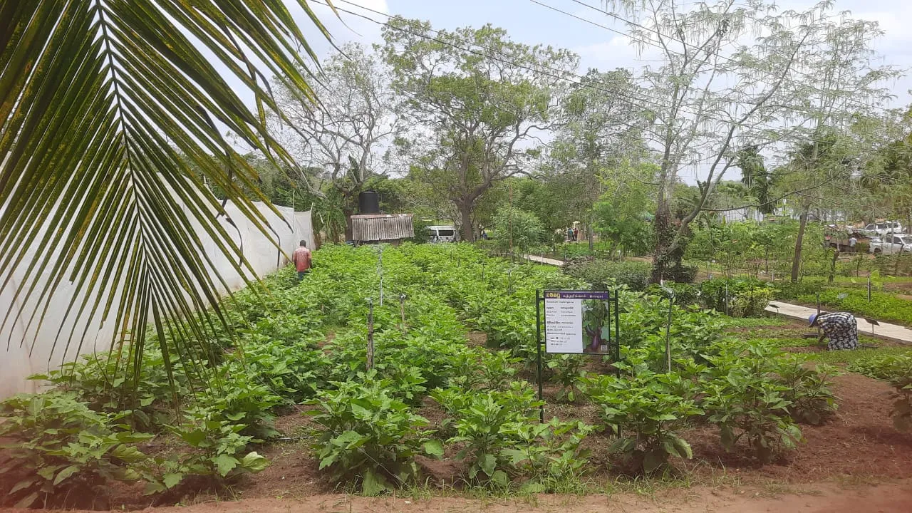 ඩොලරයේ අගය පහළ දැමීමට වැඩිම කැපවීම කළේ ගොවි ජනතාව හා රට විරුවන් - කෘෂි ඇමති 4 WhatsApp Image 2024 03 03 at 2.20.55 PM 1