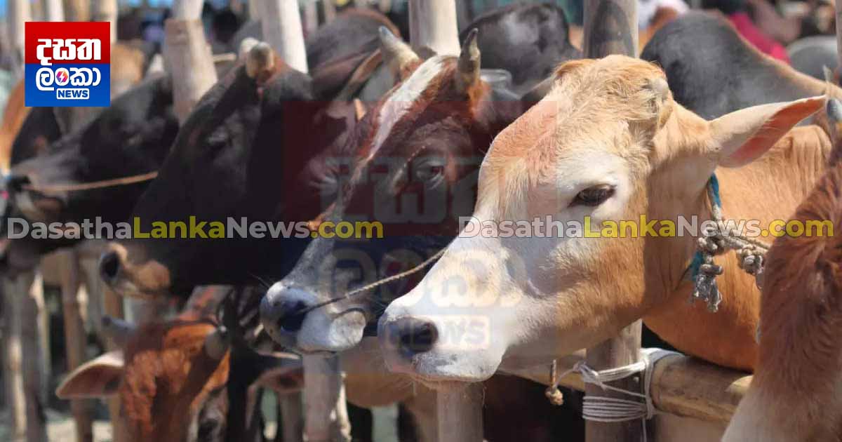 ගව සරම්ප රෝගය ජීවිත 135ක් බිලිගනී | Dasatha Lanka News