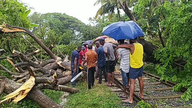 ගසක් කඩා වැටී දුම්රිය ධාවනයට බාධා (ඡායාරූප) 3 IMG 20240821 082025