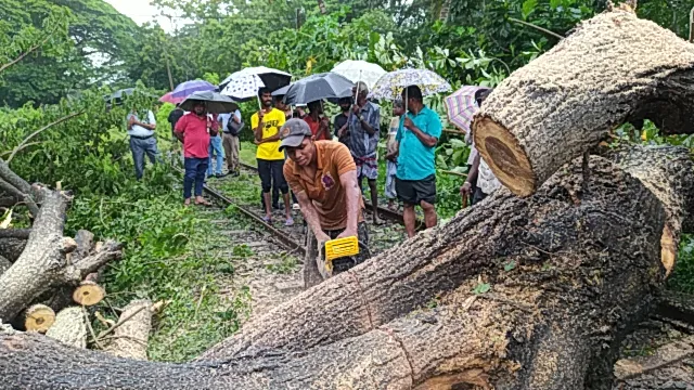 ගසක් කඩා වැටී දුම්රිය ධාවනයට බාධා (ඡායාරූප) 1 IMG 20240821 082120