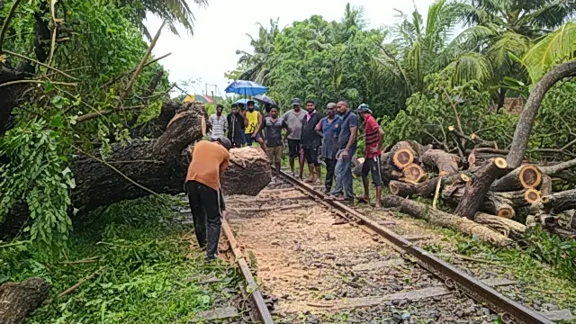 ගසක් කඩා වැටී දුම්රිය ධාවනයට බාධා (ඡායාරූප) 4 IMG 20240821 083423