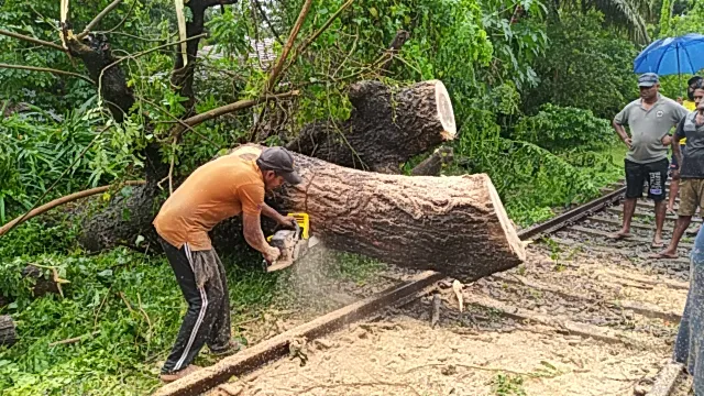 ගසක් කඩා වැටී දුම්රිය ධාවනයට බාධා (ඡායාරූප) 2 IMG 20240821 083537