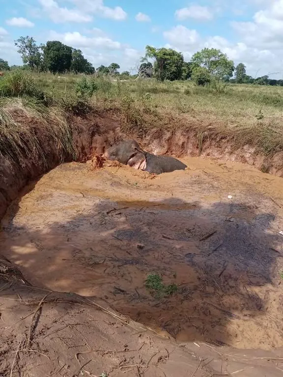 වගා ළිඳකින් ගොඩට ගත් සද්දන්තයා (ඡායාරූප) 8 WhatsApp Image 2024 08 26 at 15.14.11 1