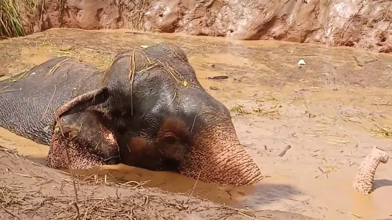 වගා ළිඳකින් ගොඩට ගත් සද්දන්තයා (ඡායාරූප) 9 WhatsApp Image 2024 08 26 at 15.14.11