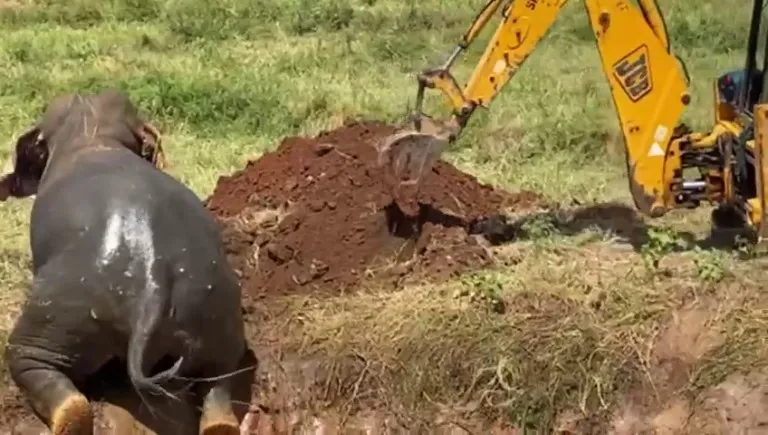 වගා ළිඳකින් ගොඩට ගත් සද්දන්තයා (ඡායාරූප) 6 WhatsApp Image 2024 08 26 at 15.14.12 1