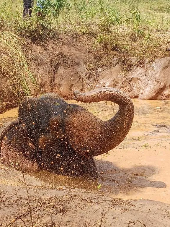 වගා ළිඳකින් ගොඩට ගත් සද්දන්තයා (ඡායාරූප) 7 WhatsApp Image 2024 08 26 at 15.14.12