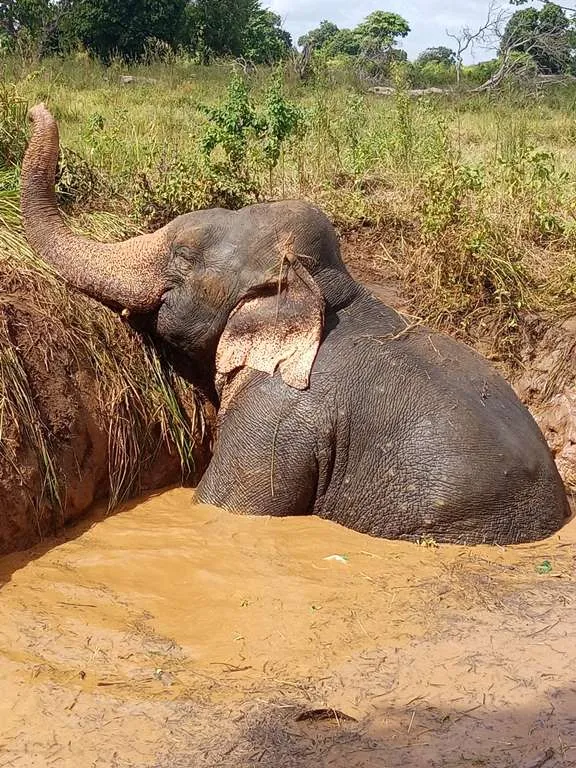 වගා ළිඳකින් ගොඩට ගත් සද්දන්තයා (ඡායාරූප) 5 WhatsApp Image 2024 08 26 at 15.14.13