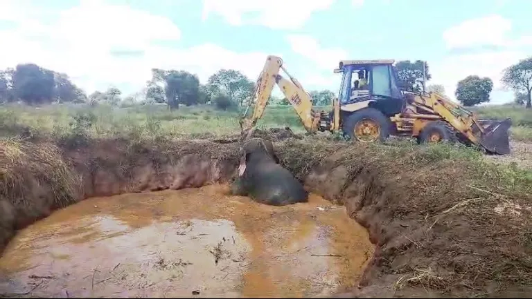 වගා ළිඳකින් ගොඩට ගත් සද්දන්තයා (ඡායාරූප) 3 WhatsApp Image 2024 08 26 at 15.14.14