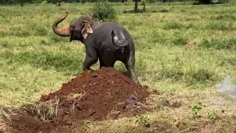 වගා ළිඳකින් ගොඩට ගත් සද්දන්තයා (ඡායාරූප) 2 WhatsApp Image 2024 08 26 at 15.14.15