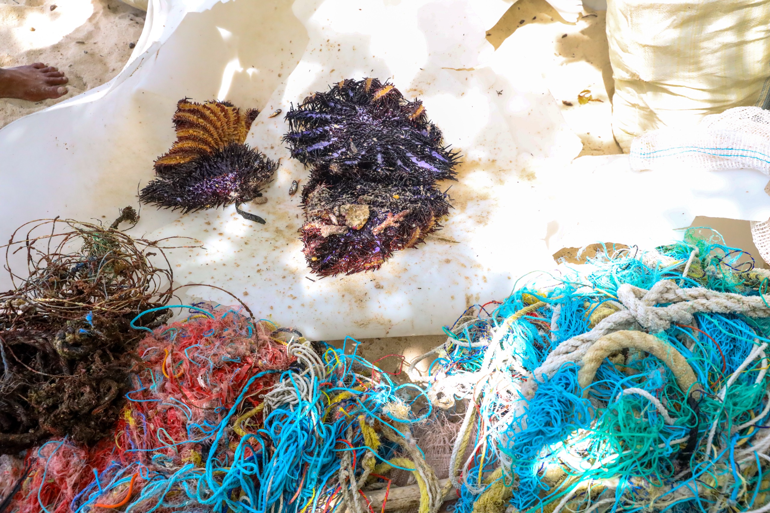 Pigeon Island Underwater Cleaning Project 27