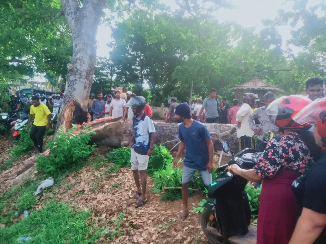 හලාවත - පුත්තලම මාර්ගයට දැවැන්ත ගසක් කඩා වැටී ගමනා ගමනය බාධා (ඡායාරූප) 5 WhatsApp Image 2025 06 20 at 04.21.25