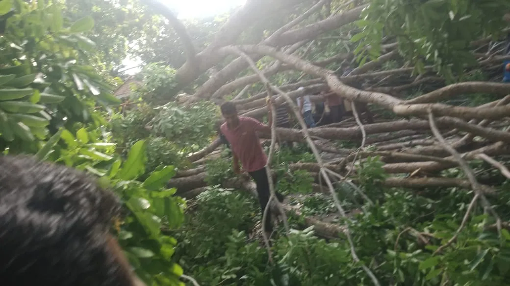 හලාවත - පුත්තලම මාර්ගයට දැවැන්ත ගසක් කඩා වැටී ගමනා ගමනය බාධා (ඡායාරූප) 3 WhatsApp Image 2025 06 20 at 04.21.26