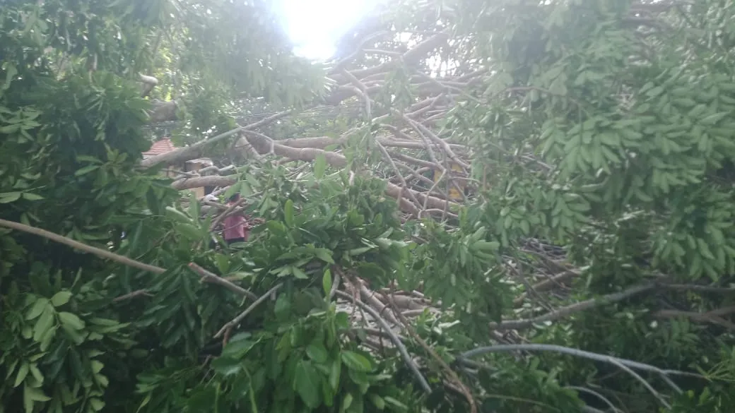 හලාවත - පුත්තලම මාර්ගයට දැවැන්ත ගසක් කඩා වැටී ගමනා ගමනය බාධා (ඡායාරූප) 4 WhatsApp Image 2025 06 20 at 04.21.27