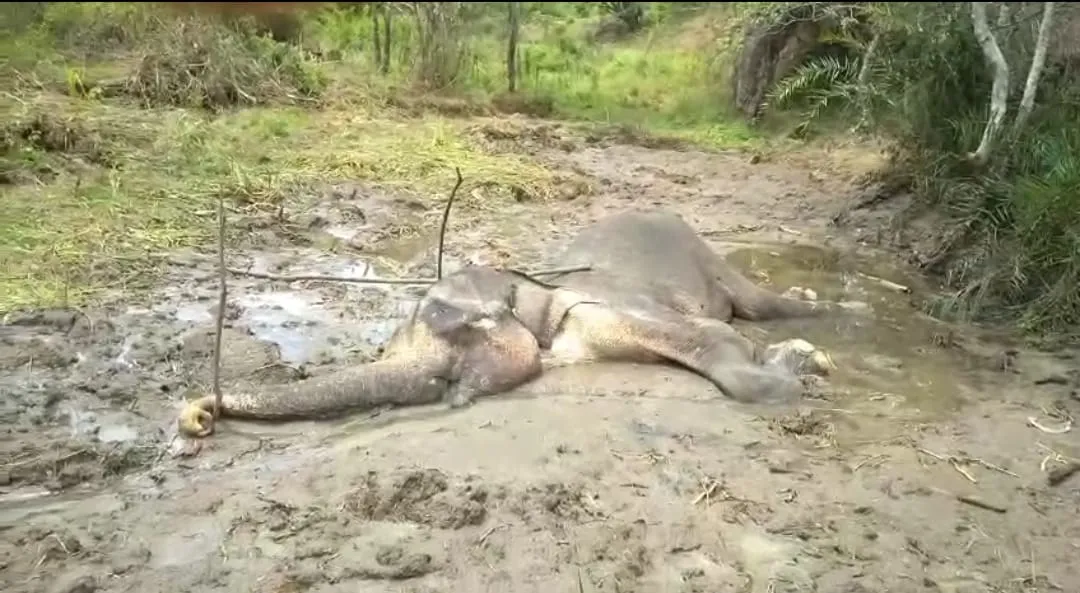 WhatsApp Image 2025 08 04 at 8.27.29 AM