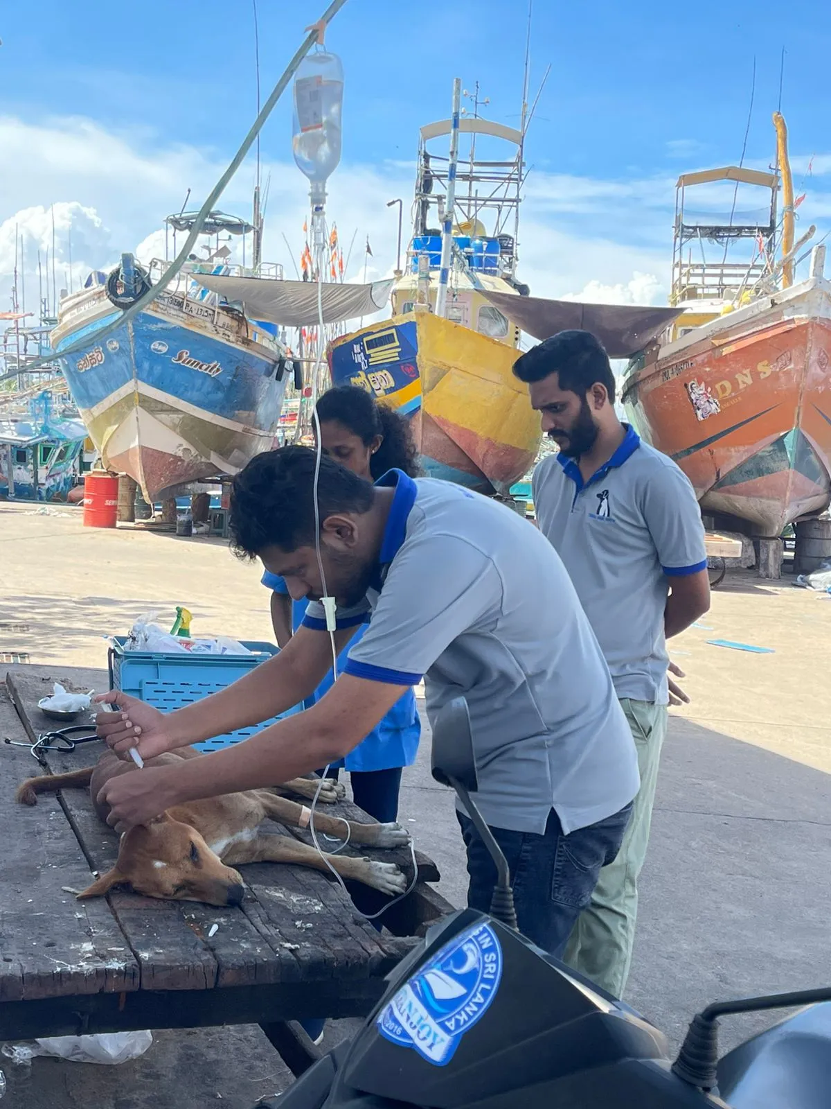 බඹරු වගේ කැරකුණු තංගල්ලේ සුනඛයින්ට බෙහෙත් කිරීම ඇරඹේ (වීඩියෝ) 3 WhatsApp Image 2025 10 17 at 10.12.58 AM 1