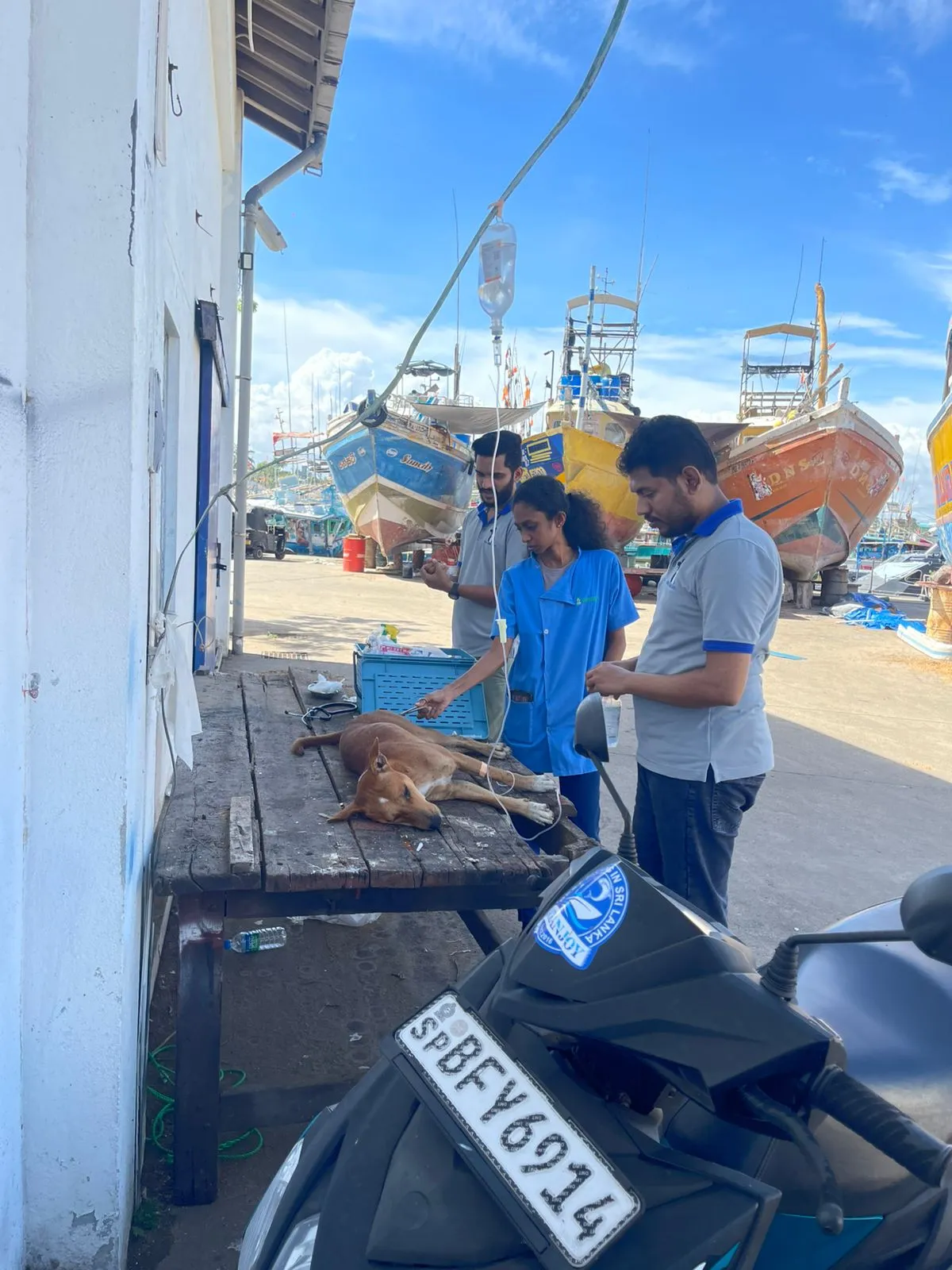 බඹරු වගේ කැරකුණු තංගල්ලේ සුනඛයින්ට බෙහෙත් කිරීම ඇරඹේ (වීඩියෝ) 2 WhatsApp Image 2025 10 17 at 10.12.58 AM 2