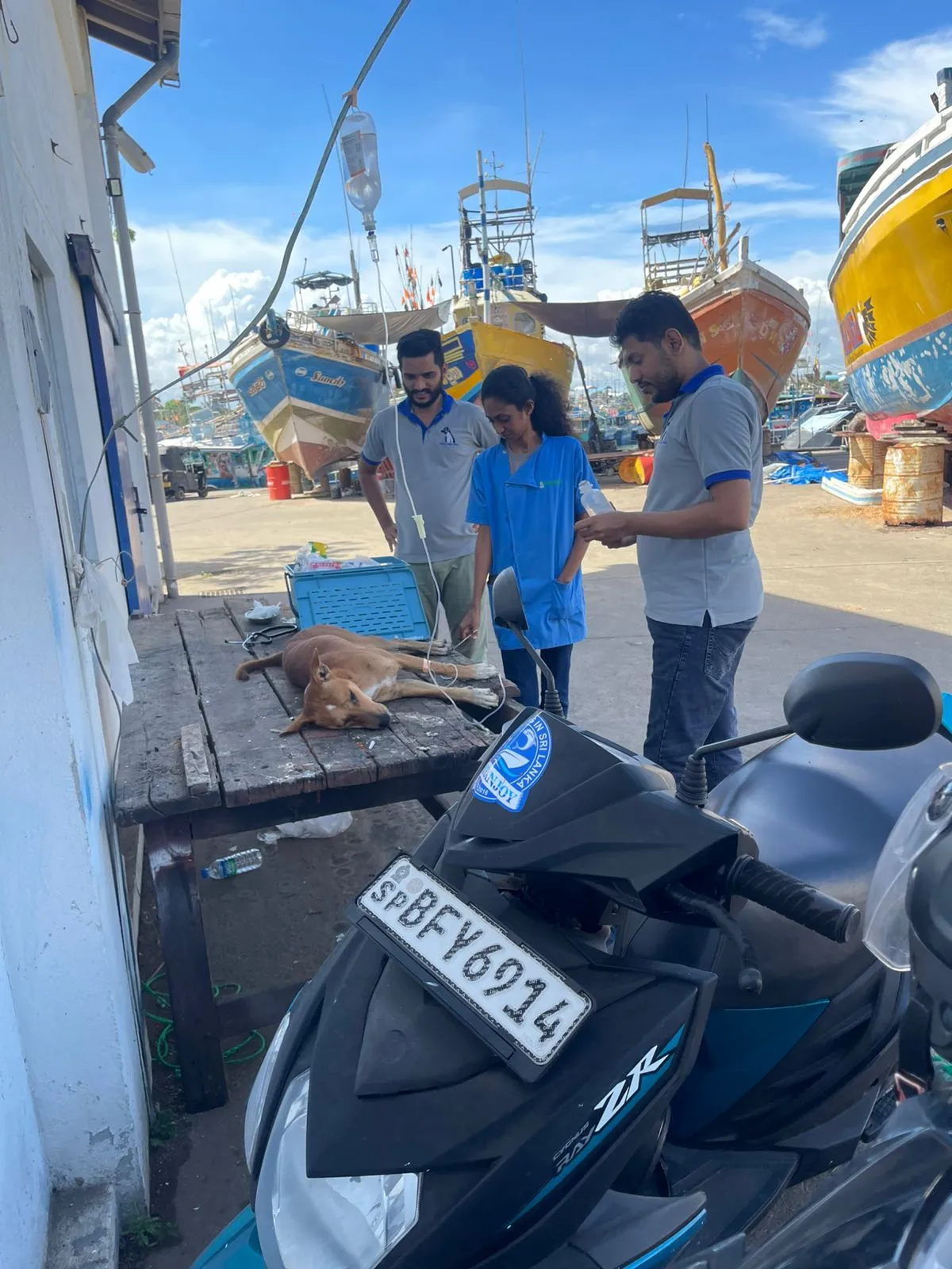 බඹරු වගේ කැරකුණු තංගල්ලේ සුනඛයින්ට බෙහෙත් කිරීම ඇරඹේ (වීඩියෝ) 4 WhatsApp Image 2025 10 17 at 10.12.59 AM