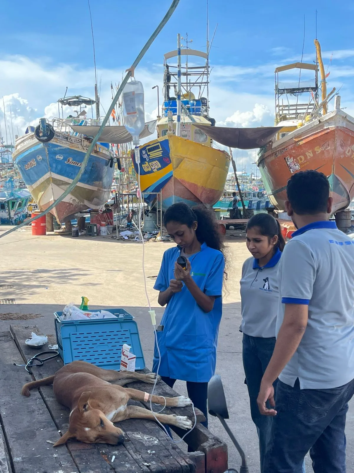 බඹරු වගේ කැරකුණු තංගල්ලේ සුනඛයින්ට බෙහෙත් කිරීම ඇරඹේ (වීඩියෝ) 1 WhatsApp Image 2025 10 17 at 10.13.00 AM