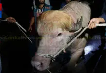 බංග්ලාදේශයේ “ඩොනල්ඩ් ට්රම්ප්” බිලි පූජාවෙන් නිදහස්