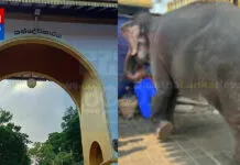 ‘කුමාරි ඇතින්න’ පහර දී සංචාරක මඟ පෙන්වන්නෙක් මරුට